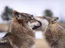 funny image