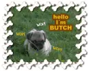 Cute Pug BUTCH