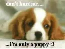 Stop Animal Abuse!