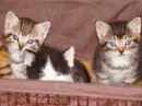 Kittens