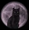Full Moon Cat