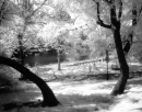 park black and white