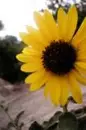 sunflower!