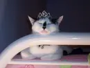 Cute cat