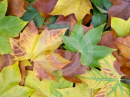 Fall leafs with many colors