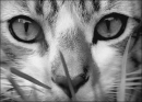 Cute cat 