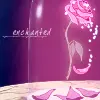 belle rose