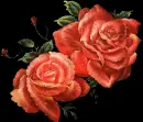 orange roses