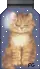 little Cat..