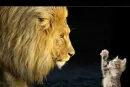 lion cat