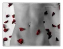 Beauty rose petals