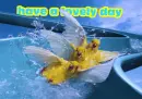 birds