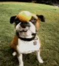 Dobbs