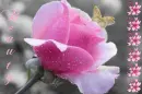 Beauty pink rose