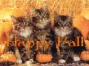 Happy Fall Kittys