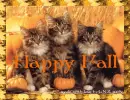 Happy Fall Kittys