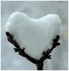 snow.love