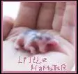 Little Hamster