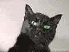 black cat scratch