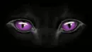 colorful cat eyes