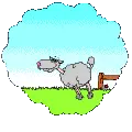 Sheep running across field