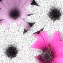 pink flowers
