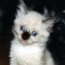 Cute cat