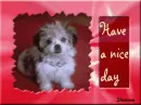 Have a nice day