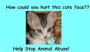 Stop Animal Abuse-Kitty