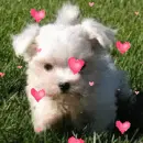 maltese pup