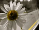 dandelion 