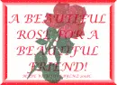Beautiful Red Rose