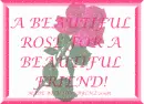 Beautiful Pink Rose