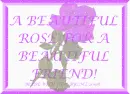 Beautiful Purple Rose