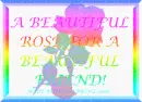Beautiful Rainbow Rose