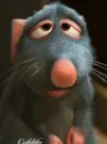 cute rat