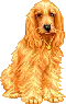 cute dog