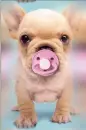 cute puppy