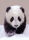 baby panda