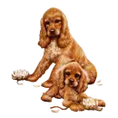 puppies