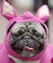 pigy pug