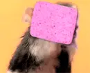 funny hamster