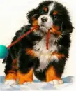 cute puppy