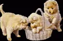 puppies