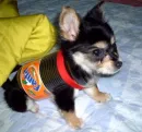 fanta puppy