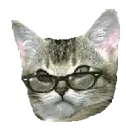 funny kitty