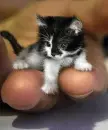mini kitty