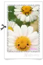 cute flowers