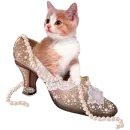 kitty in shoe