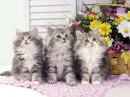 3 sisters